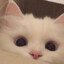 ダニャ
