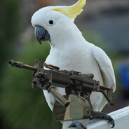 CockatooWithANegev
