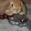 I'mma Bunny