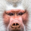 baboon