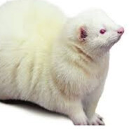 JDferret