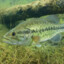 LargeMouthBass