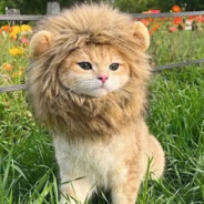 雨落长安是为霖