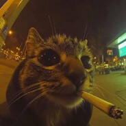 Kitty Cat avatar
