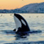 Orcinus Orca