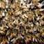 One Thousand Bees