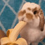 huge bunny