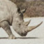 Rhino