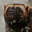 Just a wolverine