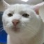 Kucing Garong