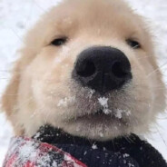 彩礼她要四十万