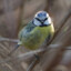 Blue Tit