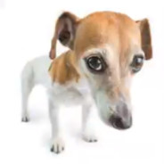 bruh dog