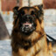 CachorroLOUCO FREEMONEY.NET