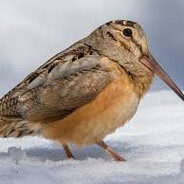 An American Woodcock
