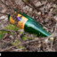 Buckfast