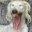 GLONK avatar