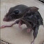 Rat without wrist