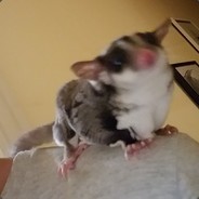 Itchy Paulsack
