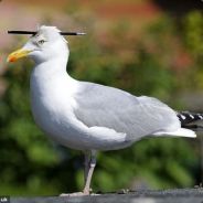 Капитан Чайка