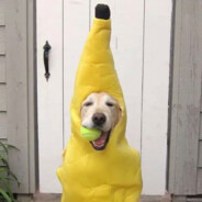 banan
