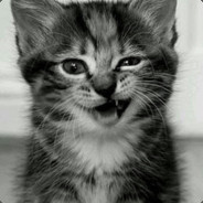 宛城南边兔子王