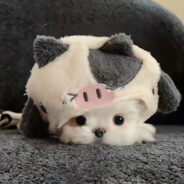 老公和小三出走的那个