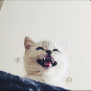 变成发抖的小喵喵