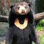 SUN BEAR
