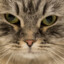 Good Cat