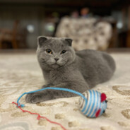 🔫vreau shaorma🔫