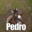 Pedro