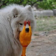 留个鸡屁股好吗