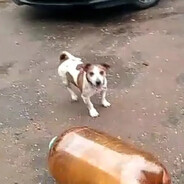 ТуЗИК-КонТузик