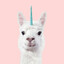 Horni Alpaca