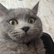 Zımba