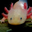 Axolotl Gaming