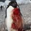 Wounded Penguin