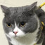 羊村小猛羊