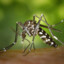 Aedes aegypti