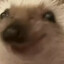 The Nefarious Hedgehog