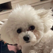 你不可能比我更菜