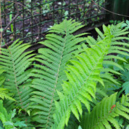 Paproć 3.0 Petrowić Oficjalnie