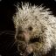 porcupine