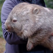 Wombat