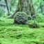 Fogdance