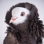 Fancy Pigeon