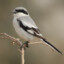 Shrike