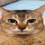 Kitty.master12