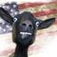 a Goat